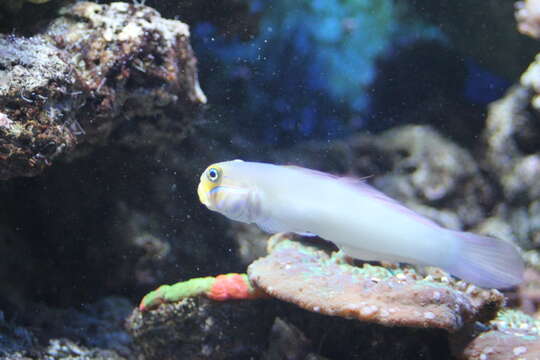 Image of Blueband goby