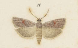 Image of Epichorista tenebrosa Philpott 1917