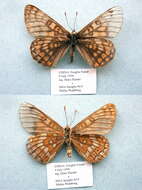 Image of Euphydryas intermedia