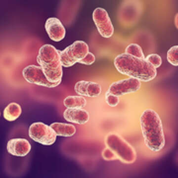 Image of Bacteroides