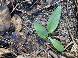 Слика од Spiranthes tuberosa Raf.