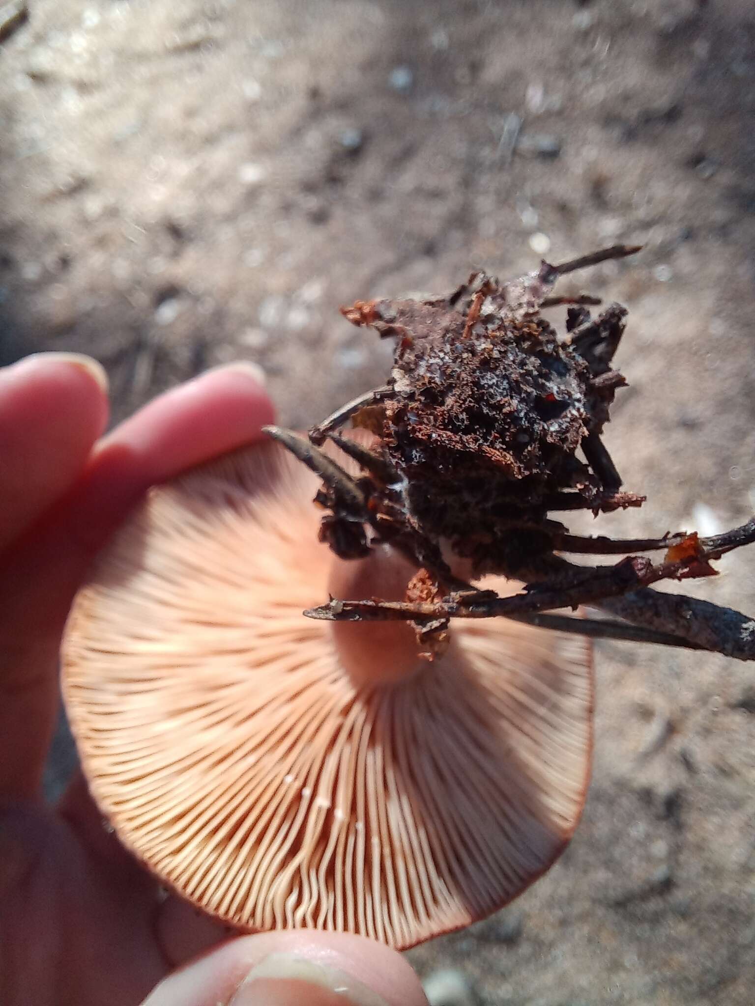 Image of Rufous Milkcap