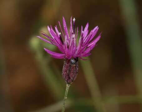 Image of False Saw-wort