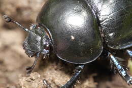 Слика од Geotrupes vernalis