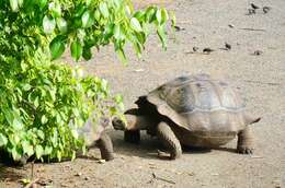 Image of Alcedo Volcano giant tortoise