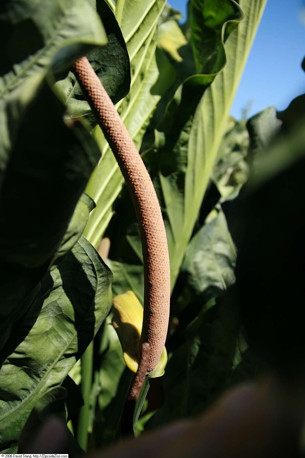 Image of Anthurium cubense Engl.