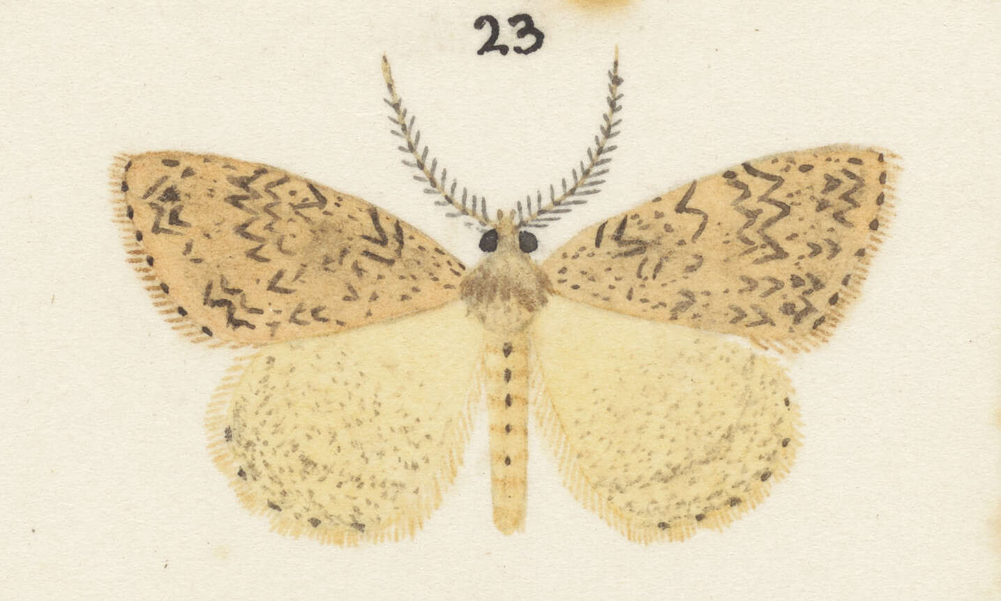 Image of Pseudocoremia rudisata Walker 1862