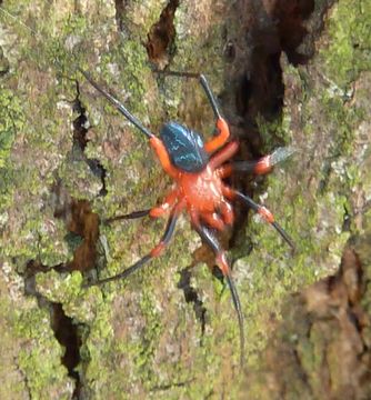 18.https www inaturalist org photos 3099082.580x360