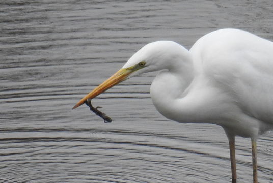 18.https www inaturalist org photos 3099351.580x360