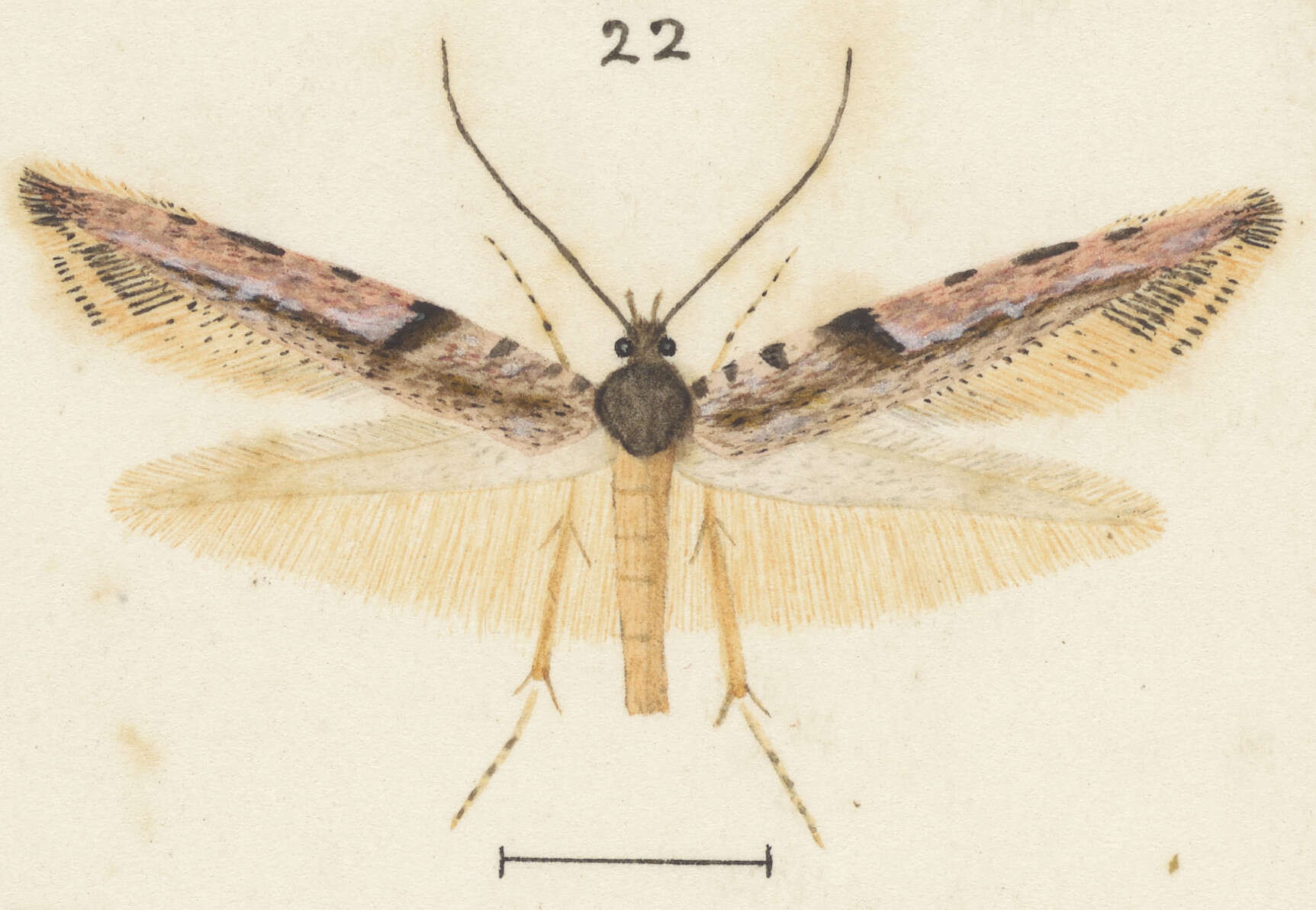 Image of Crypsitricha roseata (Meyrick 1913)