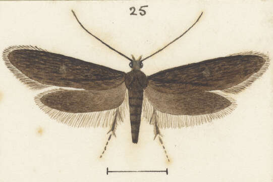 Image of Monopis ornithias (Meyrick 1888)