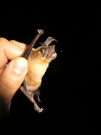 Image of Lesser Bulldog Bat
