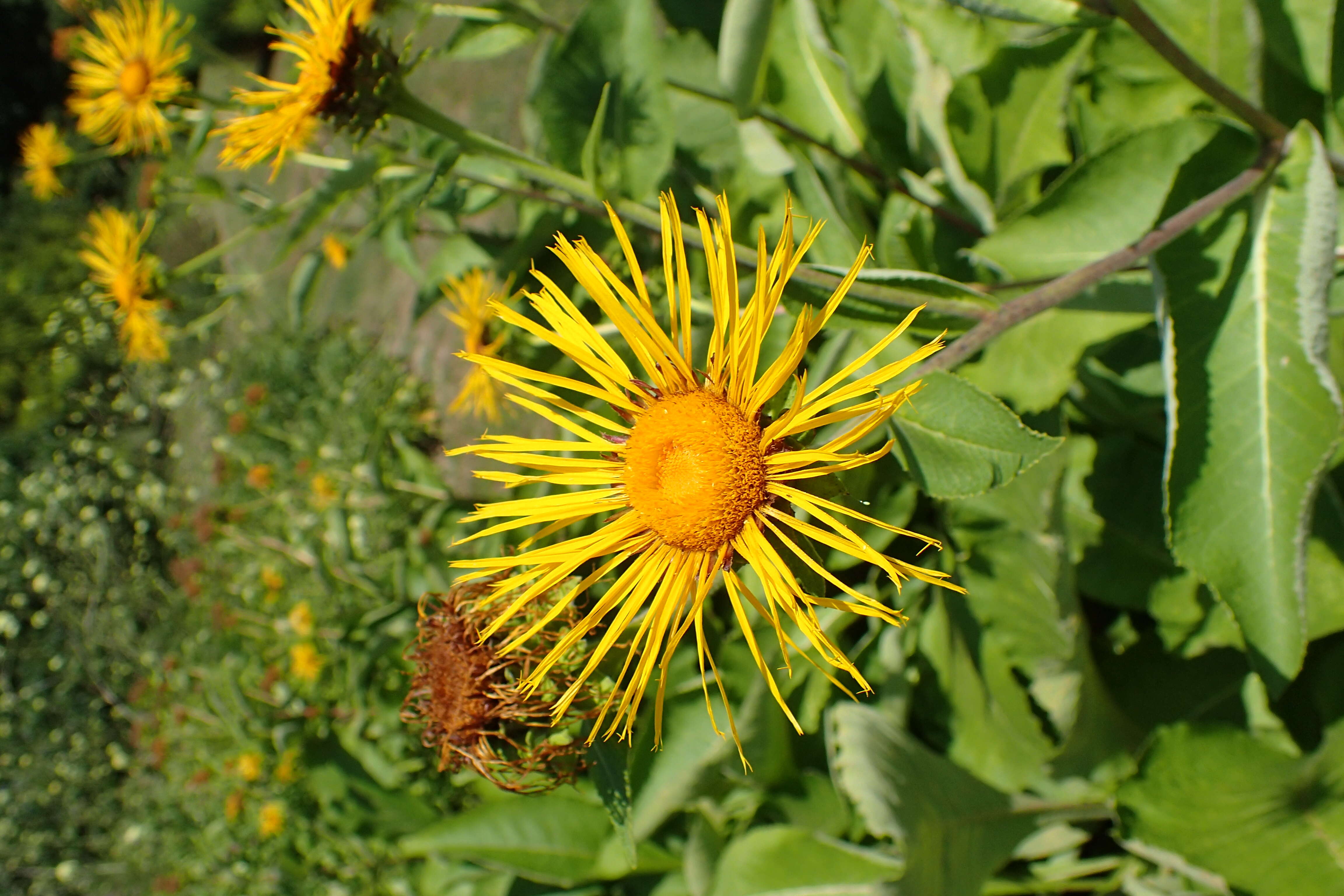 Imagem de Inula royleana DC.