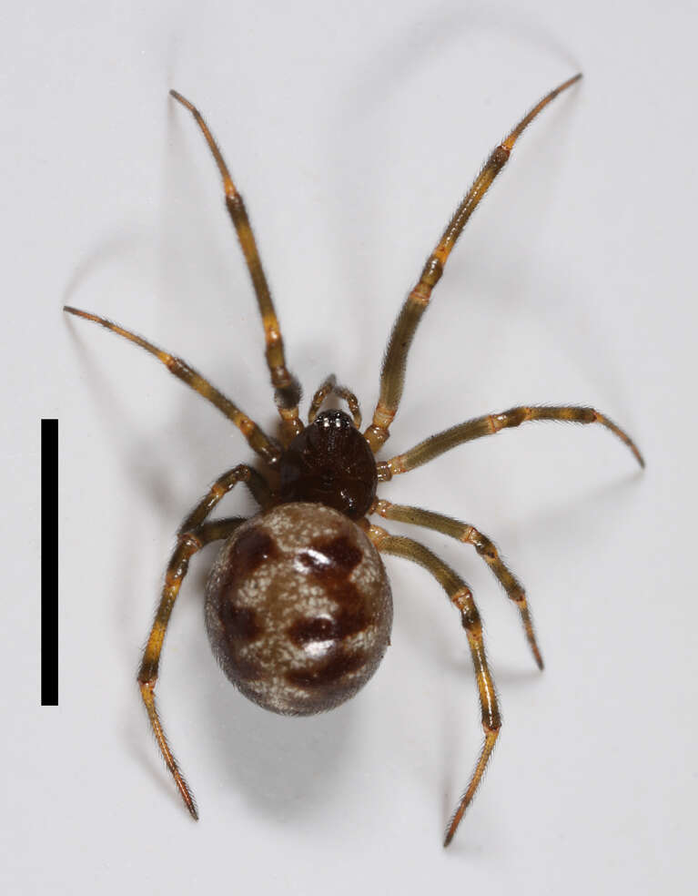 Image of Triangulate cobweb spider