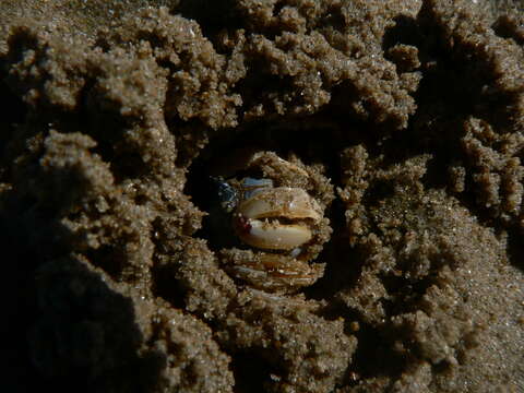 Image of Light-blue Soldier Crab