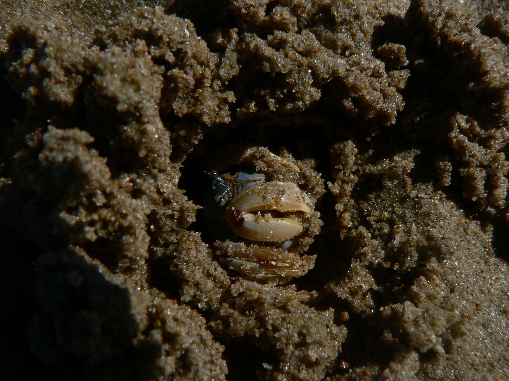 Слика од Mictyris longicarpus Latreille 1806