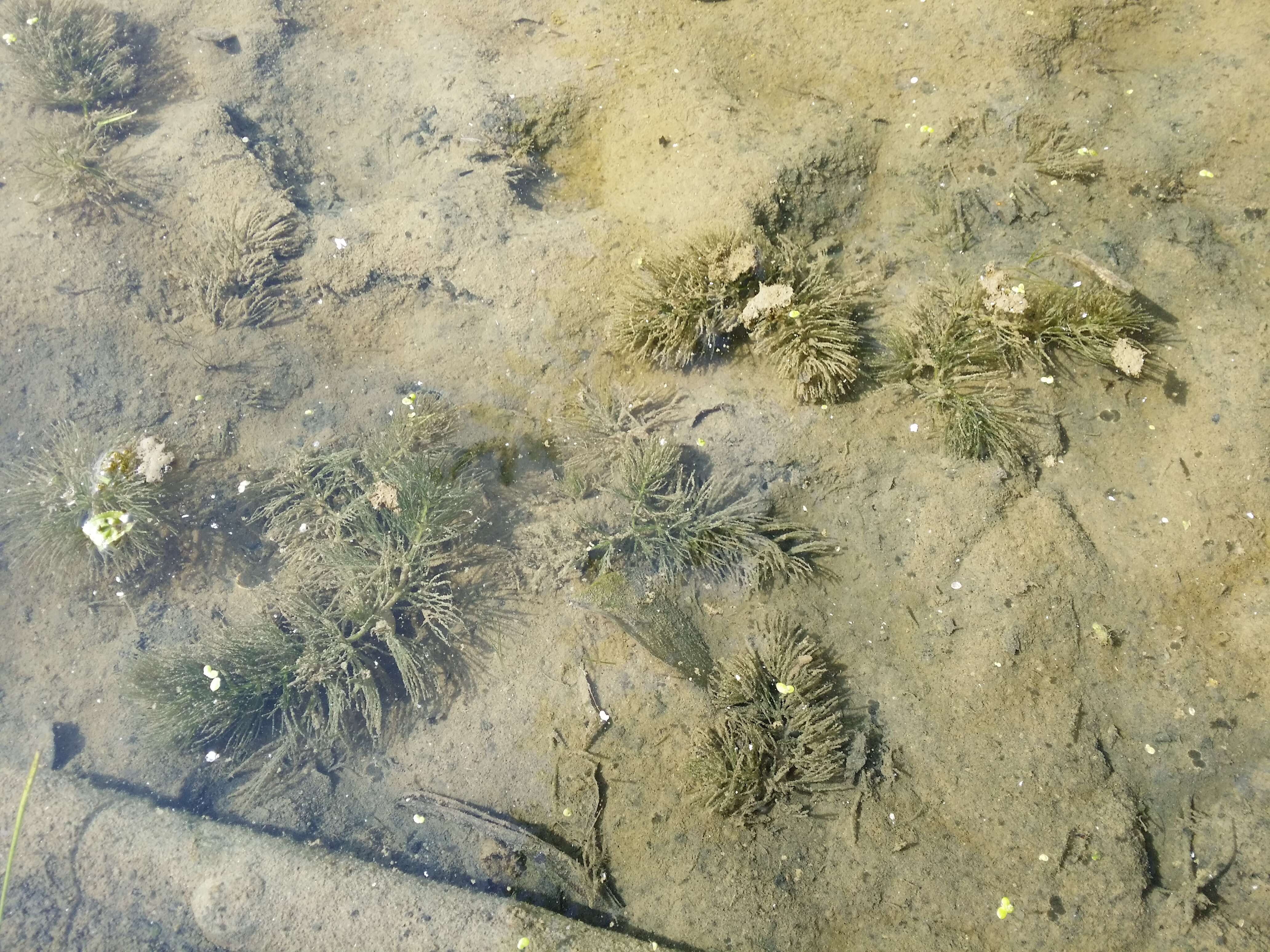 Image of Soft Hornwort