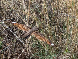 Слика од Caprimulgus indicus Latham 1790