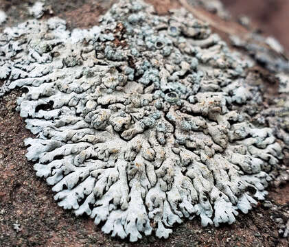 Image of Blue-gray rosette lichen