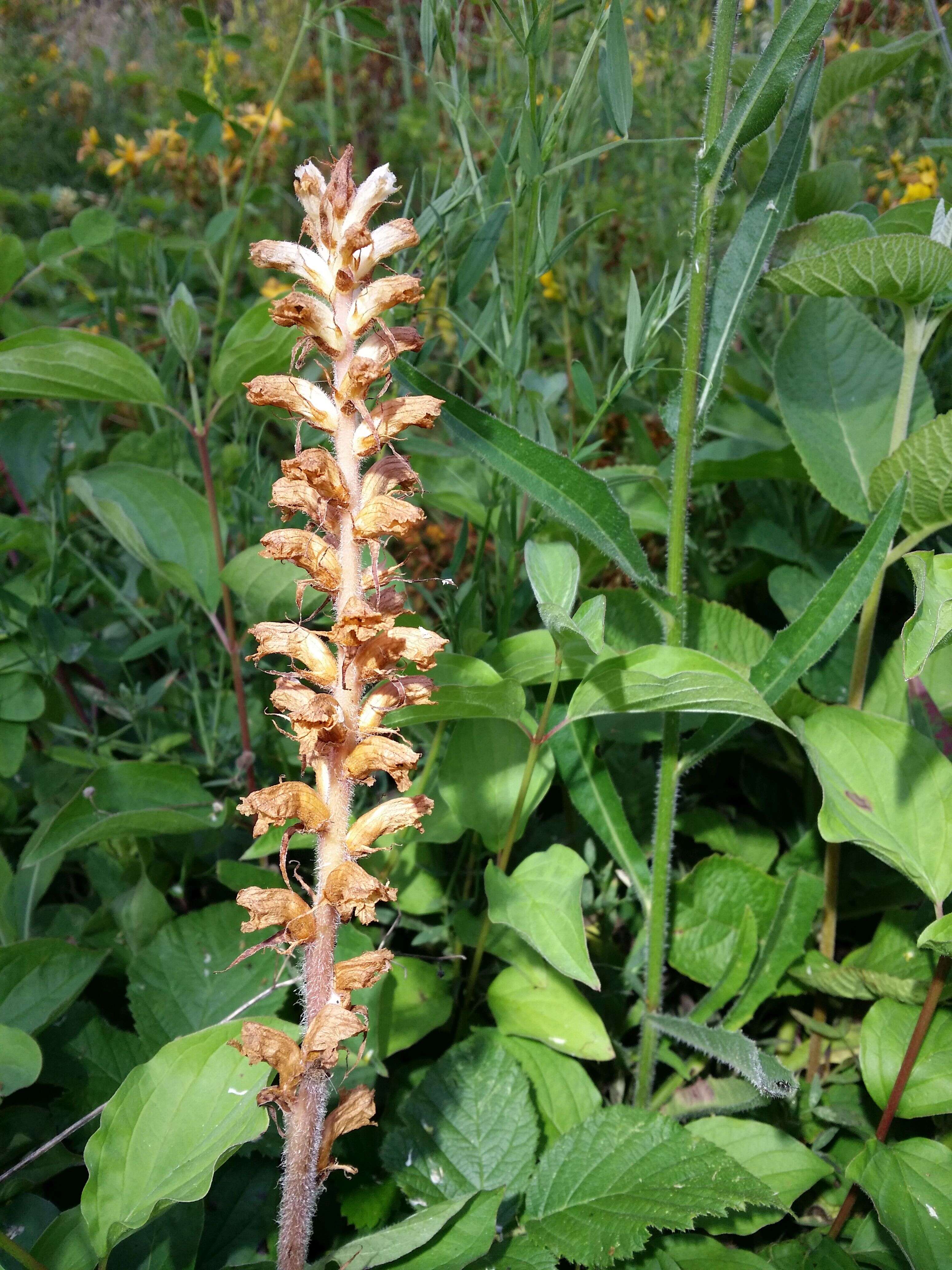 Image of oxtongue broomrape