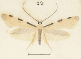 Sivun Endophthora omogramma Meyrick 1888 kuva