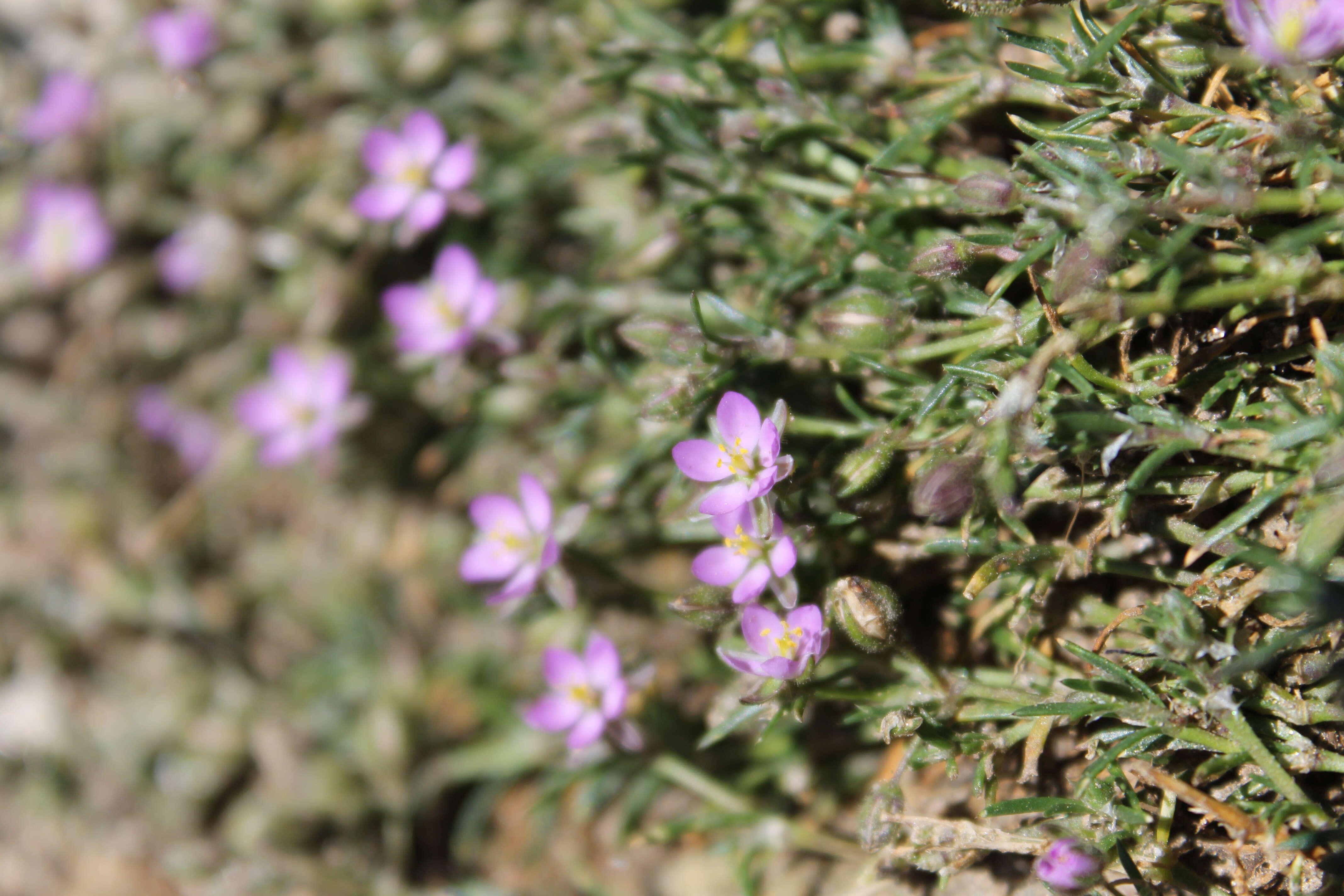 Image of red sandspurry