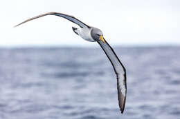 Image of Chatham Albatross