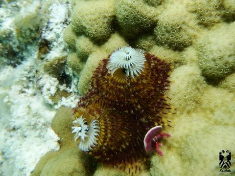 Image of Christmas tree worm