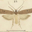 Image of Scoparia vulpecula Meyrick 1927