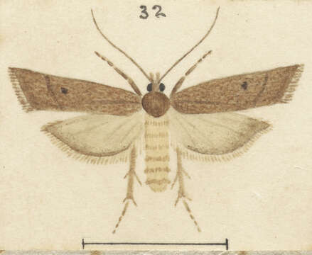 Image of Scoparia vulpecula Meyrick 1927