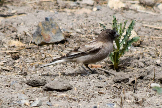 Image of Black-headed Mountain-Finch