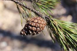 Image of <i>Pinus virginiana</i>