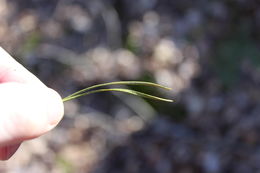 Image of <i>Pinus virginiana</i>