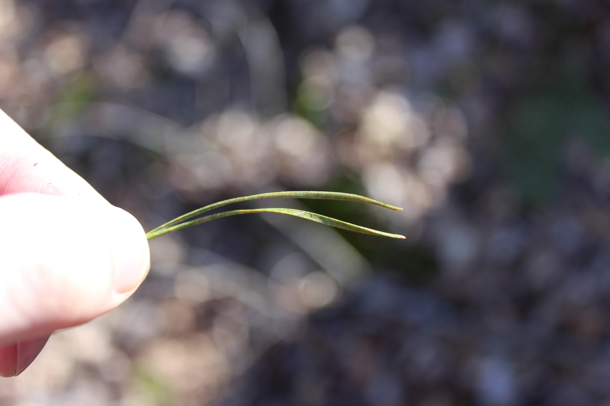 Image of <i>Pinus virginiana</i>