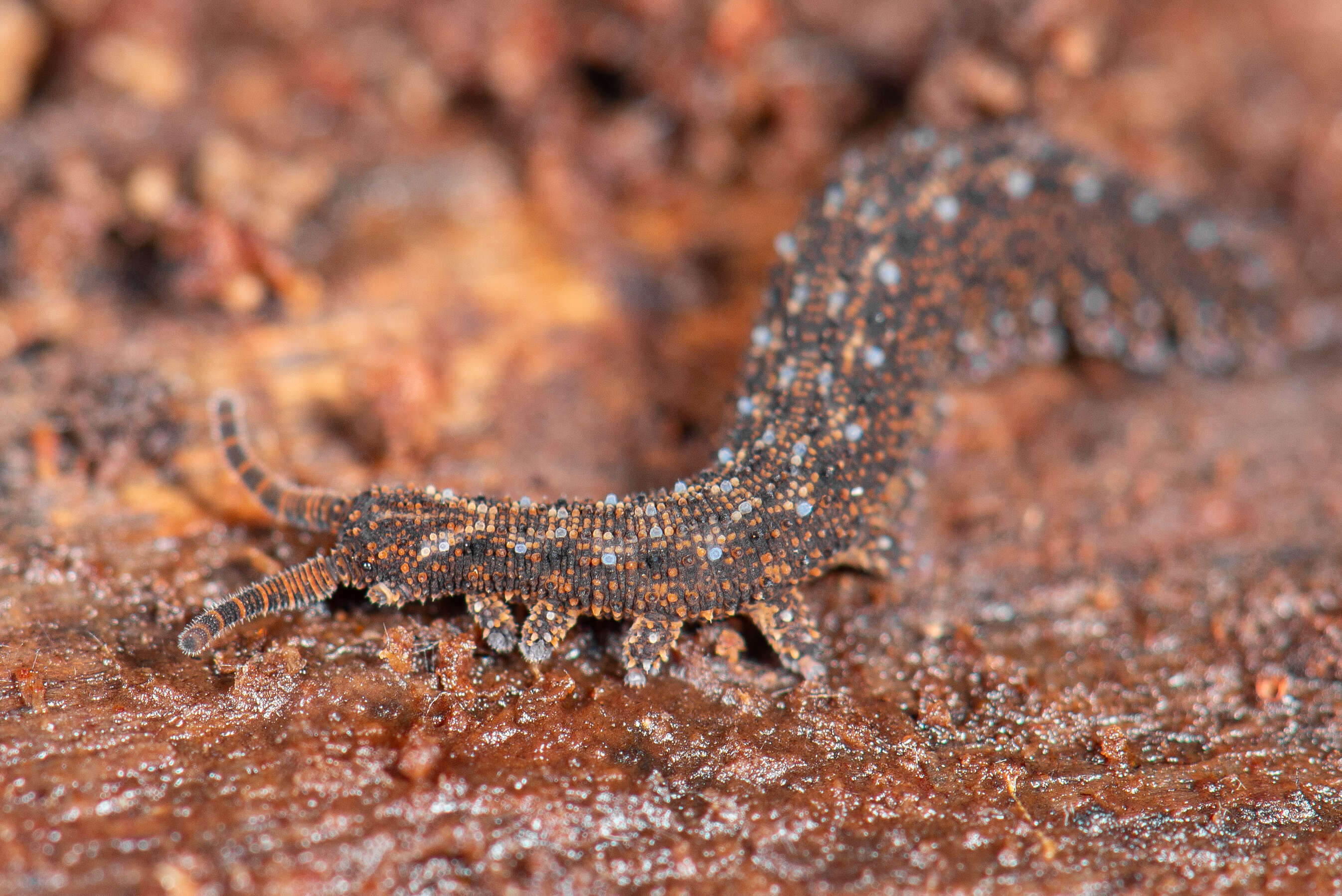 Image of southern velvet worms