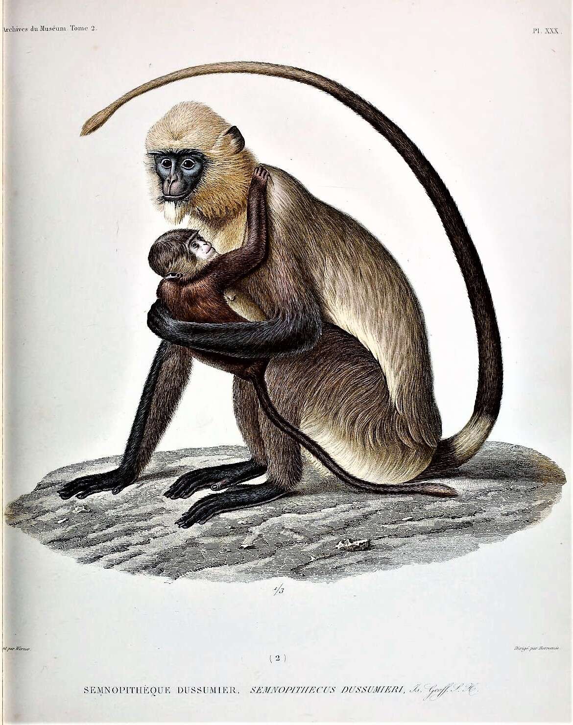 Image de Semnopithecus hypoleucos Blyth 1841