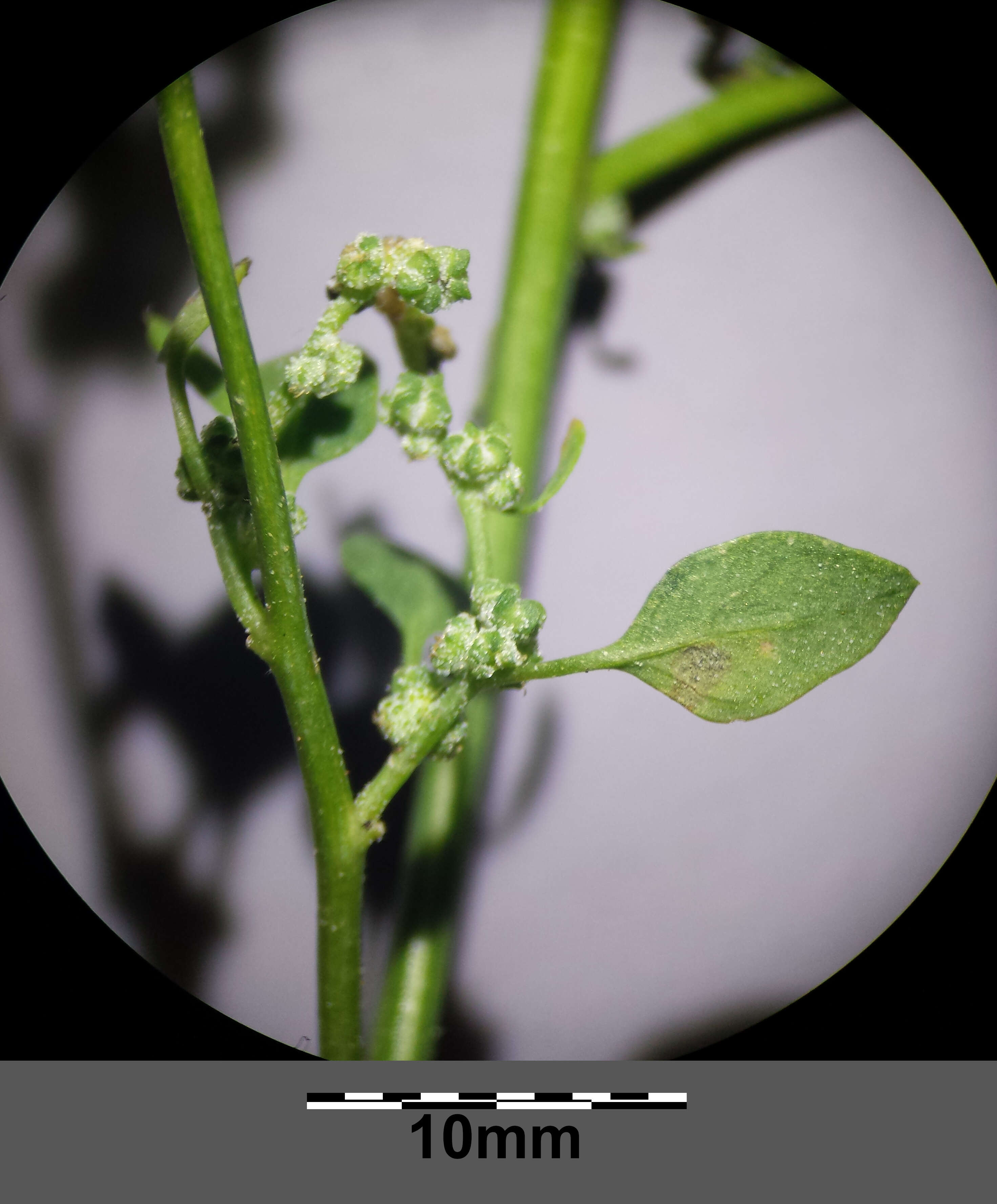 Plancia ëd Chenopodium opulifolium Schrader