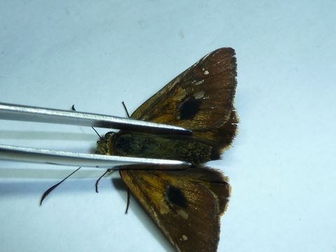 Image of <i>Signeta flammeata</i> Butler 1882