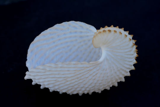 Image of <i>Argonauta nodosa</i>