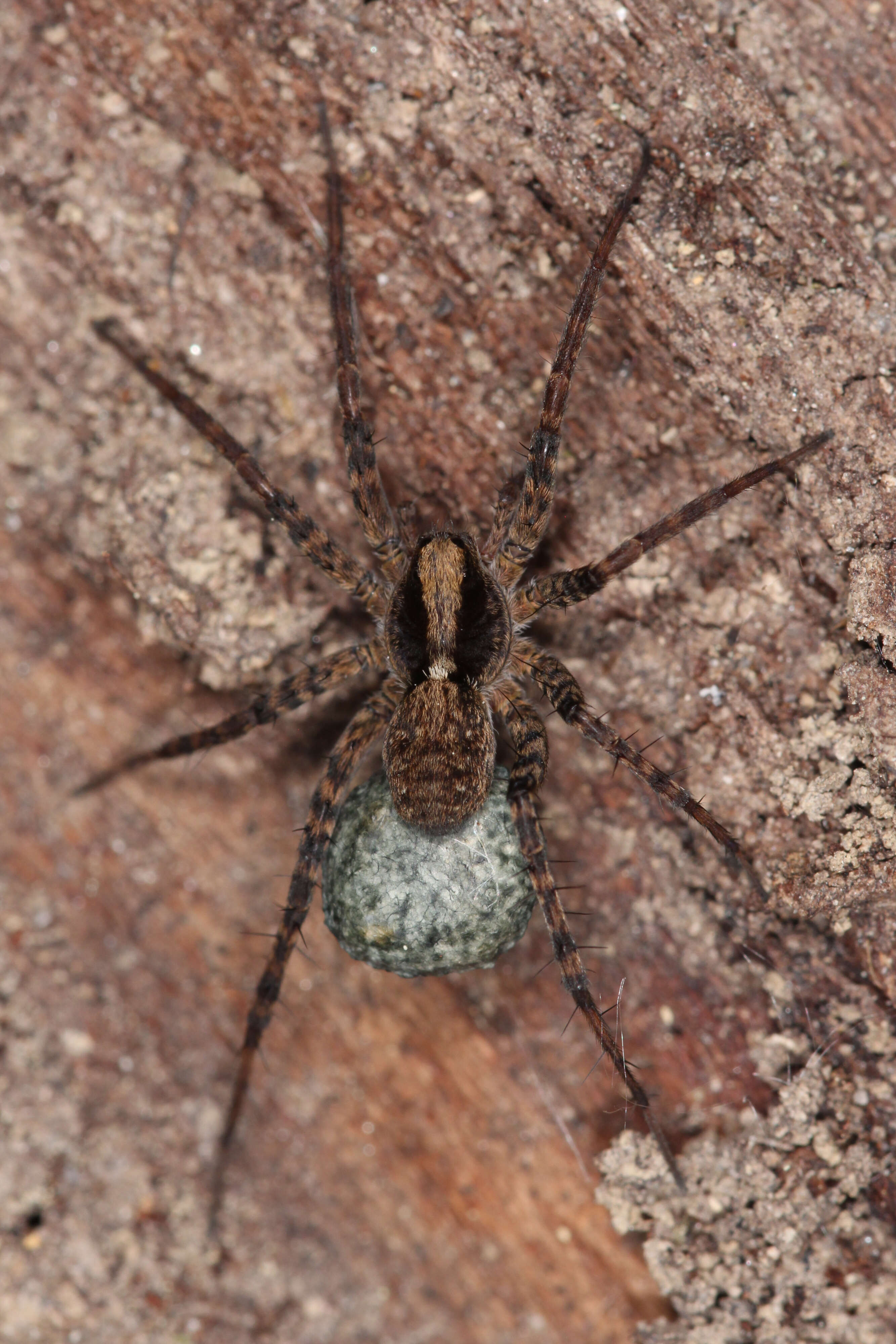 Image of Pardosa lugubris (Walckenaer 1802)