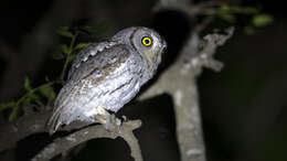 Image of African Scops Owl