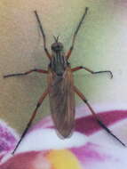 Image of Empis opaca Meigen 1804