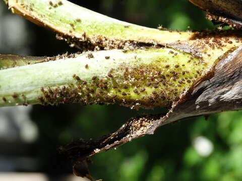 Image of Banana aphid