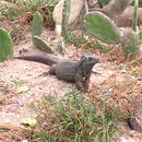 Image of San Salvador Rock Iguanas