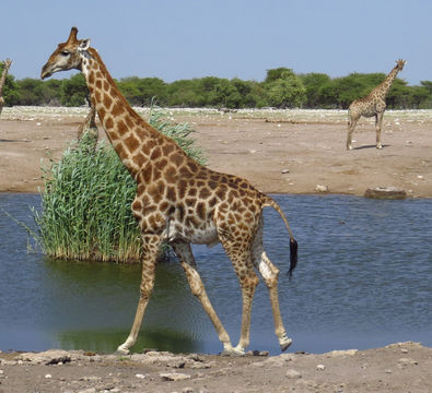 Image of Angolan Giraffe