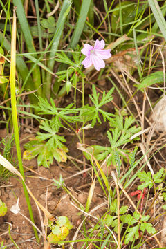Image of <i>Geranium columbinum</i>