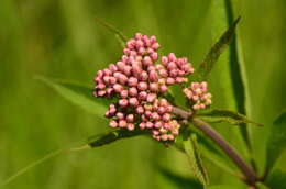 Image of swamp milkweed