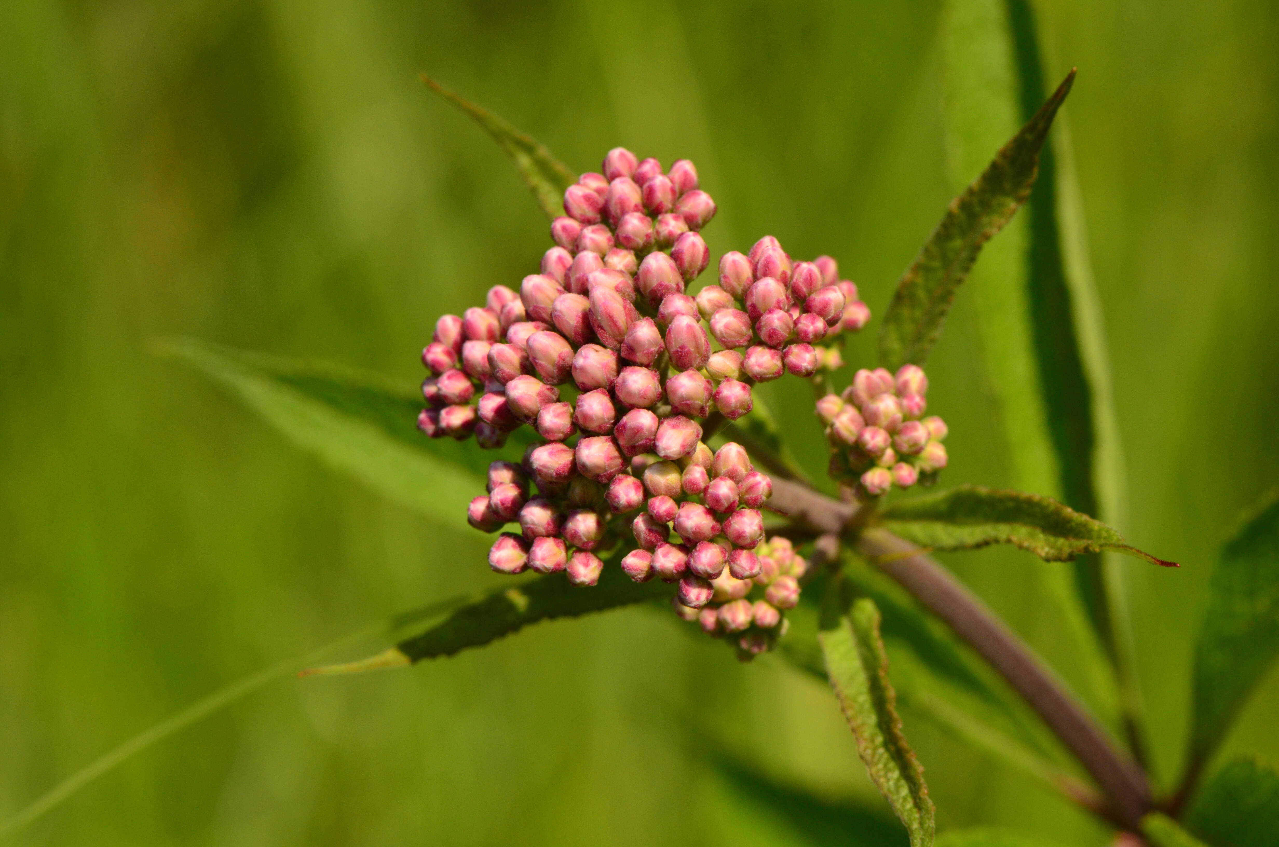 Imagem de Asclepias incarnata L.