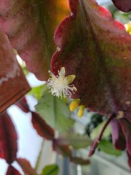 Image of Rhipsalis elliptica G. Lindb. ex K. Schum.