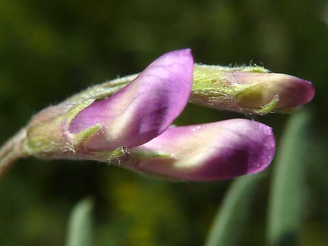 Image of barn vetch